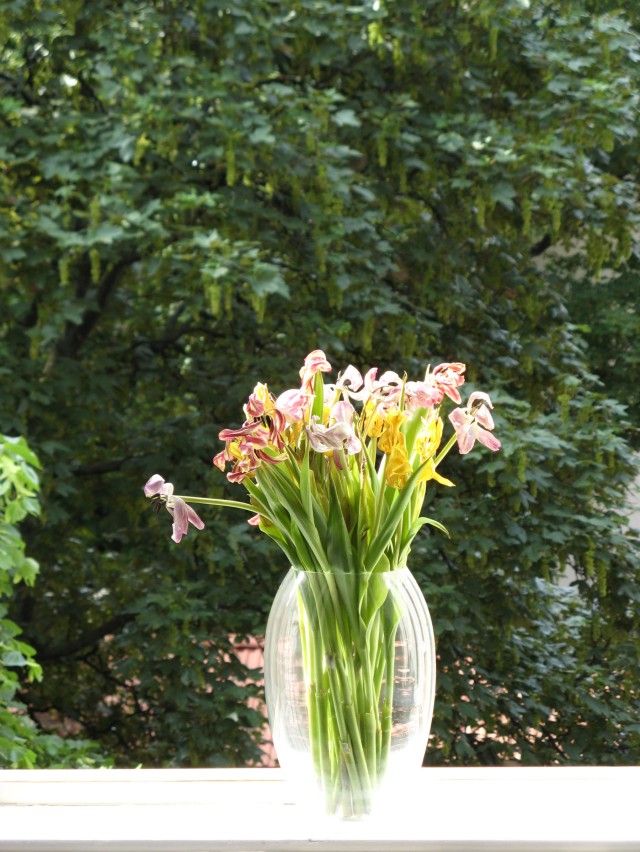 © Renate Egger. Herbarium Tulpen/Herbarium tulips, 2011. Installation, Fotografie/Installation, photography